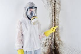 Best Mold Damage Restoration in Mehlville, MO